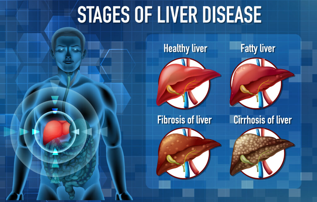Liver