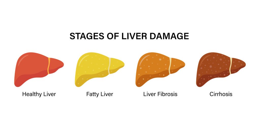 Liver