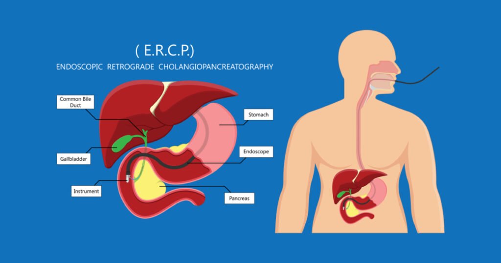 liver